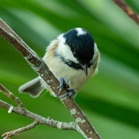 cole tits|Coal Tit Bird Facts 